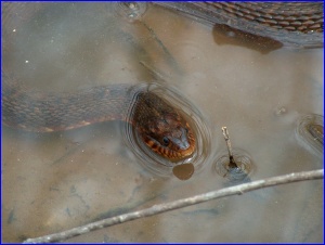 Banded Watersnake Submerged