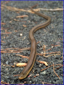 Eastern Glass Lizard