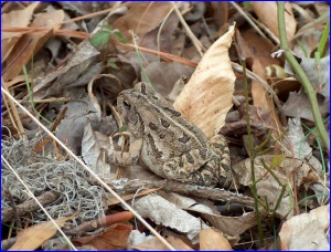 Fowler's Toad