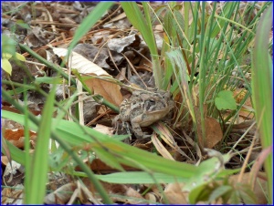 Fowler's Toad again