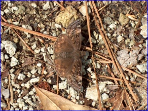 Horace's Duskywing