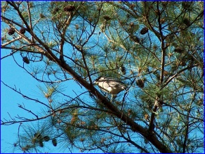 Black-Crowned Night Heron