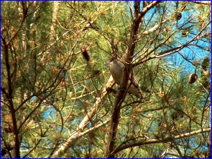 Black-Crowned Night Heron again