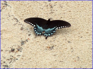 Spicebush Swallowtail