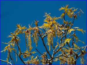 Turkey Oak