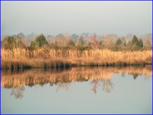 White Oak River at dawn