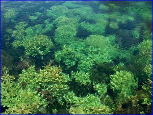 Giant Springs