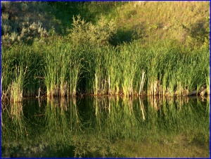 Sather Lake Reflections