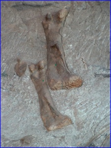 2 Bones