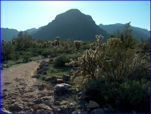 Cholla Silhouette