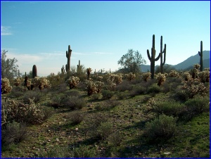 Chollas & Saguaros