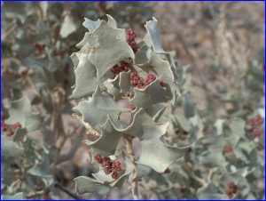 Death Valley Holly
