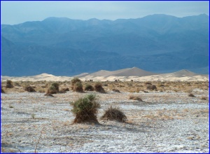Devils Cornfield