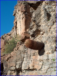Horizontal Saguaro