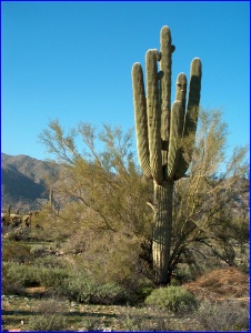 Many-Armed Saguaro
