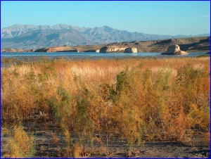 Orange Grasses
