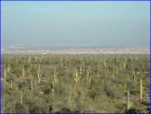 Phoenix