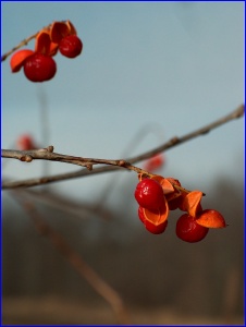 Red Berries