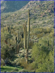 Tall Saguaro