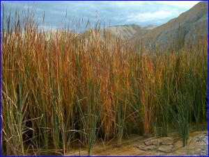 Texas Spring Grass
