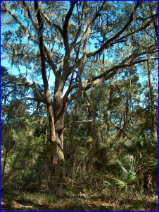 Live Oak