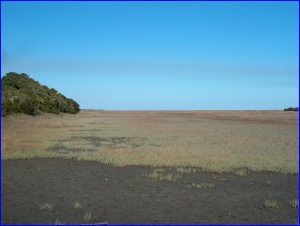 Salt Marsh