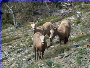 3 Bighorn Sheep
