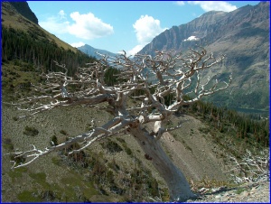BareTree
