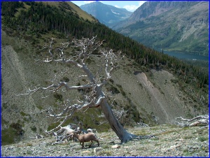 Bighorn and Tree