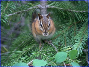 Chipmunk 1