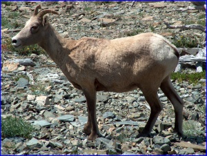 Standing Bighorn