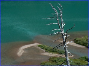 Turquoise and Snag