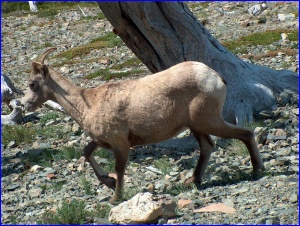 Walking Bighorn