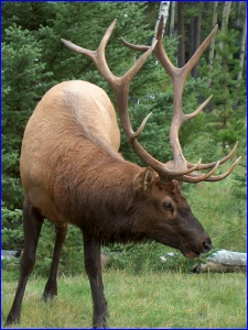 Bull Elk