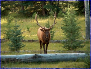 Bull Elk Walking