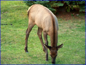 Elk Calf
