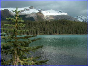 Maligne Lake with Tree