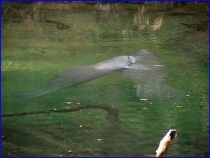 2 Manatees