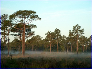 Highlands Hammock SP at dawn