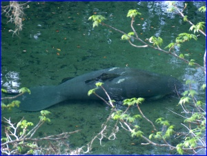 Manatee with Catfish