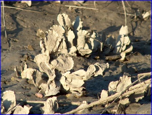 Oyster Beds