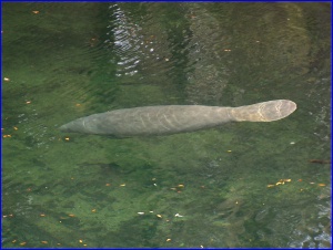 Sunny Manatee