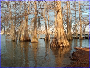 Bald Cypress