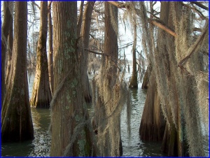 Spanish Moss