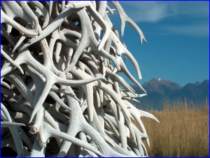 Antler Detail