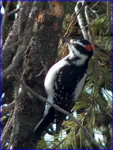 Hairy Woodpecker
