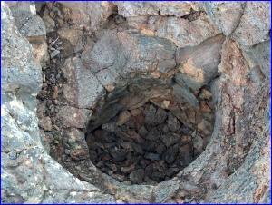 Tree Mold
