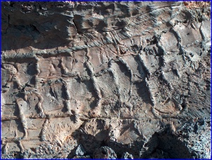 Tree Mold Detail
