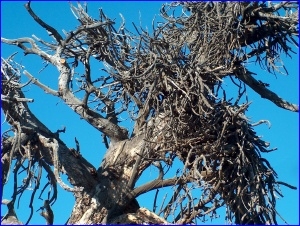 Witch's Broom