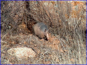 Armadillo